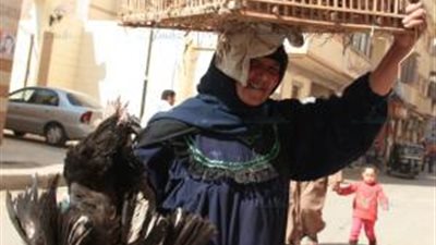 نيابة دمنهور تقرر حجز المحامي المتهم بسرقة “جوز بط” على ذمة تحريات المباحث