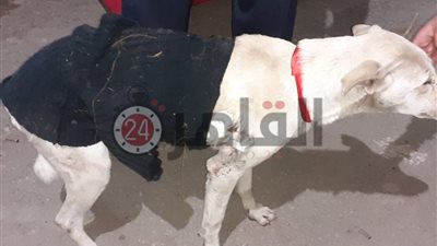 نكشف لماذا رصد طبيب أسنان بقنا 30 ألف جنيه مكافئة للإرشاد عن قاتلي كلبه الخاص