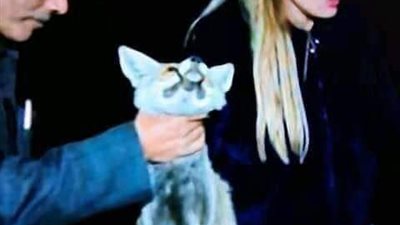 جمعية لحقوق الحيوان تطالب بإحالة حلقة ريهام سعيد عن صيد الثعالب للقضاء