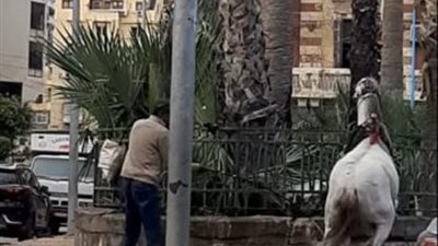 حصان يتعرض للضرب بطريقة وحشية يثير غضب مستخدمي “فيس بوك”