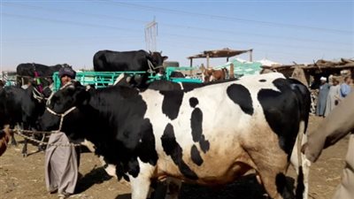 الإمارات توافق على استيراد الماشية الحية من مصر