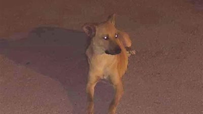 مصدر أمني يكشف تفاصيل واقعة فيديو تعذيب أطفال لـ”كلب” بالبحيرة