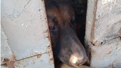 لـ”التشريس والمضاربات”.. كلاب الحجر البيطري بالإسكندرية في مزادات للبيع