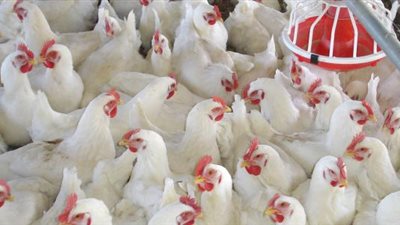 وزير الزراعة: قروض بفائدة ميسرة 5% لدعم قطاع الدواجن.. وهذا موقفنا من البورصة