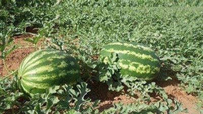 مدير البحوث التطبيقية: 70 ألف جنيه مكسب زراعة فدان البطيخ البعلي بالساحل الشمالي