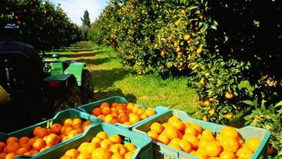 أسعار الخضراوات والفاكهة اليوم الجمعة 18-12- 2020