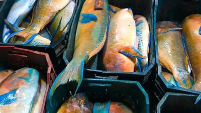 مجزرة بالبحر الأحمر.. والضحية سمكة البغبغان (خاص)