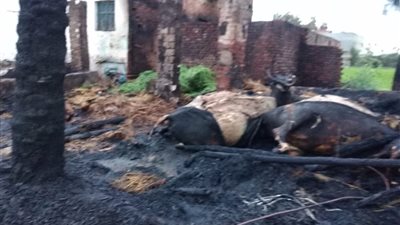 نفوق 20 رأس ماشية في حريق بسبب الكهرباء بكفر الشيخ (صور)