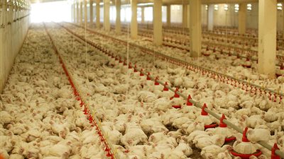 اليابان تعدم مليون دجاجة بسبب إنفلونزا الطيور