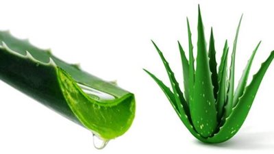 تعرف على بعض فوائد واستخدامات الصبار الصحية