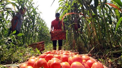 نقيب الفلاحين: ارتفاع في أسعار الطماطم خلال الفترة المقبلة