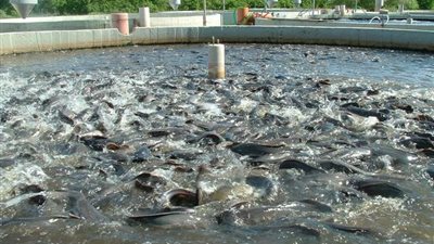 بسبب المزارع السمكية.. الإنتاج السمكى يرتفع لـ1.8 مليون طن بزيادة 6.8%