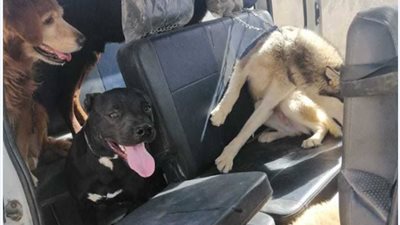 بعد واقعة عقر الطفل.. جهاز مدينتى يبدء حملات لضبط الكلاب المخالفة (صور)