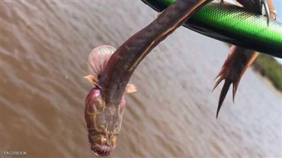 ظهور سمكة “غريبة” تثير الرعب في استراليا (صورة)