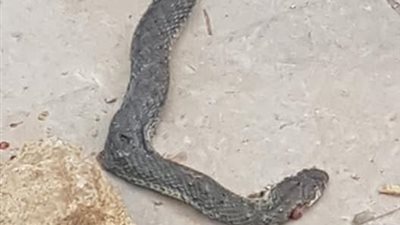 شكاوى سكان مدينة “الرحاب” من ظهور ثعابين بعد واقعة الكلاب المفترسة (صور)