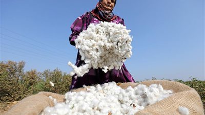 النيل لحليج الأقطان تقرر شراء أسهم المتضررين من الشطب بواقع 50 جنيهًا للسهم