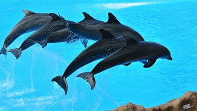 اختيار الدلافين والزعانف الزرقاء ضمن أفضل المعالم السياحية البحرية في 2020 ببريطانيا