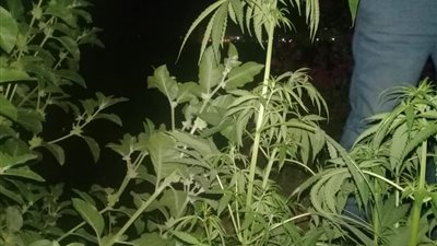 حبس أمين مكتبة ومشرف بتهمة زراعة 29 شجرة بانجو في مدرسة بلجاي بالدقهلية 