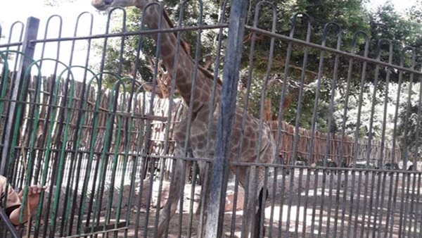 الزرافة سوسن التريند