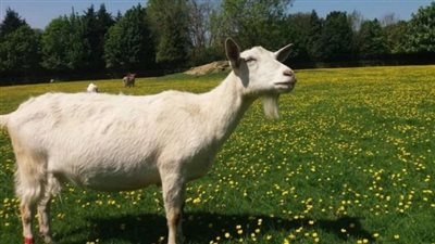 الماعز ليست كسولة ولكنها تفضل العمل من أجل الحياة (دراسة)