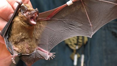 ظهور فيروس جديد من الخفافيش يتسبب في وفاة رجل داخل فرنسا