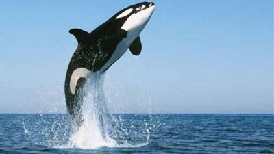 منظمات حقوقية تُدين مقتل حوت المنك في اليابان: 