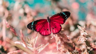 انخفاض كمية الفراشات في أوروبا بنسبة 40% (دراسة)