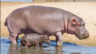 علماء يحذرون من أفراس الكوكايين: