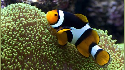 البيئة: خطة تطوير المحميات أسفرت عن نتائج ملموسة على المستويين المحلى والدولي