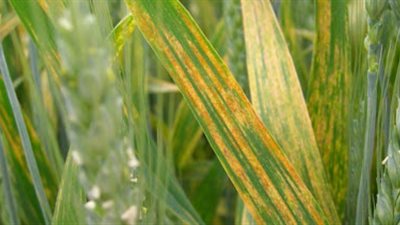 تشكيل لجان من 