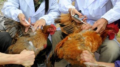 كوريا الجنوبية تعدم 22 مليون طائر بسبب انتشار إنفلونزا الطيور