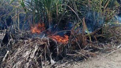 على مساحة 3 أفدنة.. نشوب الحريق الثالث بزراعات القصب في الوقف بقنا