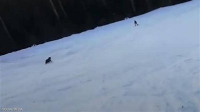 فيديو الموت.. دب يطارد متزلجًا والأخير ينجو بحيلة ذكية