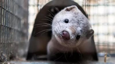 بسبب نقله لفيروس كورونا.. السويد توقف تربية حيوان المنك لمدة عام