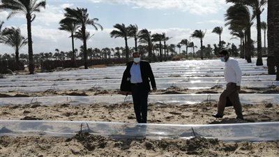 نجاح تجربة زراعة 700 فدان بطيخ بالري بالتنقيط في دمياط
