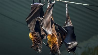 مركز البحوث الزراعية: مصر لم تسجل حالة لفيروس 