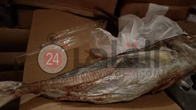 ضبط 50 طن سمك مجمد منتهي الصلاحية في حملة مكبرة بالبحيرة (صور)