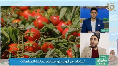 إخصائي محاصيل زراعية: الطماطم الخضراء بها مادة شديدة الخطورة على الأطفال (فيديو)