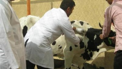 بيطري البحيرة: علاج 3 ملايين و165 ألف رأس ماشية خلال عامين