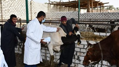 تستهدف 177 ألف رأس ماشية.. إطلاق الحملة القومية الأولى لتحصين الماشية ضد الحُمى القلاعية بالفيوم (صور)