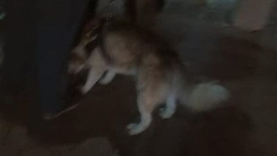 تنفيذًا لقرار المحافظ.. ضبط كلبين بدون كمامة غرب الإسكندرية