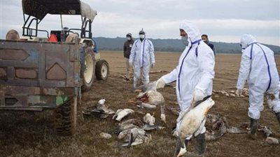 الجزائر تسجل بؤرة جديدة لتفشي إنفلونزا الطيور