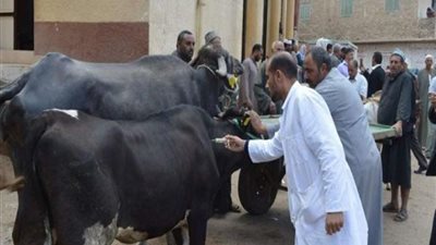 تحصين 1667 رأس ماشية ضد الحمى القلاعية وحمى الوادي المتصدع ببنها