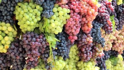 تعرف على كل شيء عن الفوائد الصحية للعنب