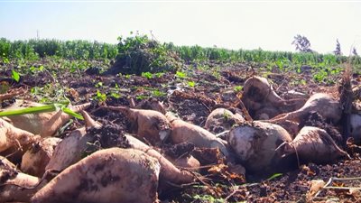 التموين: زراعة بنجر السكر وصلت إلى 640 ألف فدان..واقتربنا من الاكتفاء الذاتي بنسبة 90%