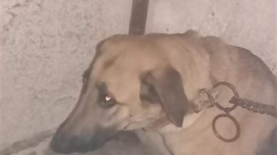 مصادرة كلب يُروّع المواطنين ببورسعيد وسط فرحة الأهالي (صور) 