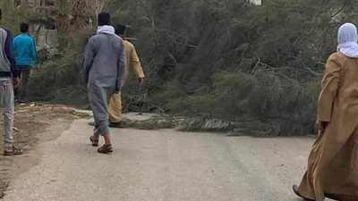 سقوط أشجار بطريق 