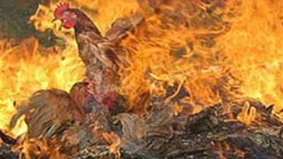 السيطرة على حريق بمزرعة دواجن بالقنطرة غرب ونفوق 2000 كتكوت   