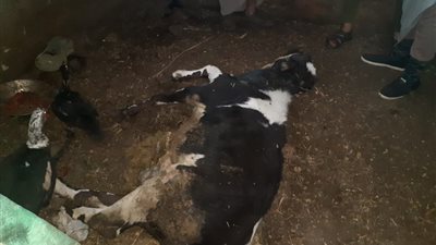 نفوق 6 مواشٍ في ظروف غامضة بالمنوفية.. والطب البيطري: سم فئران بطعامها