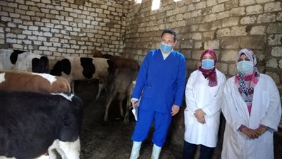 محافظ الفيوم: تحصين 52 ألف رأس ماشية ضد الحُمى القُلاعية والوادي المُتصدع (صور)